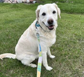 Yellow Labrador Retriever Dogs Available for Adoption in Orland Park, Illinois - Mr Jack  | PetCurious