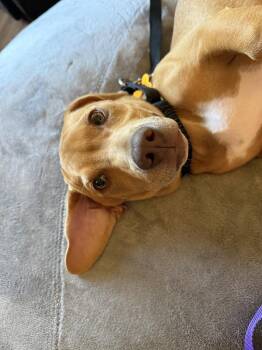 Mortiz -  Mixed Breed Dog for Adoption in Waunakee, Wisconsin - Mortiz | PetCurious