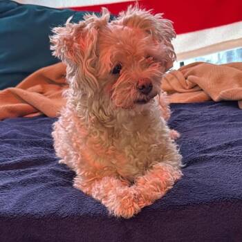 Golden Girl D12289 -  Poodle and Miniature Poodle Dog for Adoption - Golden Girl D12289 | PetCurious