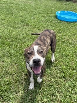 Terrier Dogs Available for Adoption - Rex | PetCurious