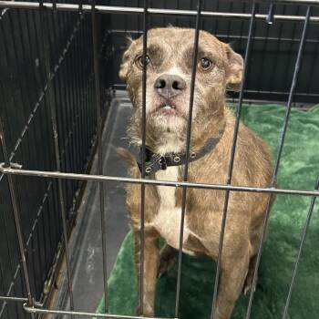 Daisy -  Terrier and Pit Bull Terrier Dog for Adoption in League City, Texas - Daisy | PetCurious