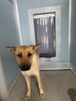 Dixie -  German Shepherd Dog and Mixed Breed Dog for Adoption in Fresno, California - Dixie | PetCurious