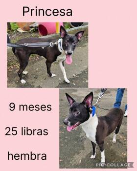 Mixed Breed Dogs Available for Adoption in San Juan, San Juan - Princesa | PetCurious