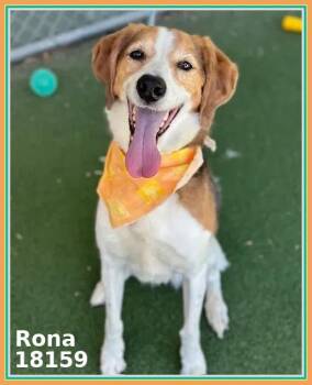 Foxhound and Beagle Dogs Available for Adoption in Marietta, Georgia - RONA | PetCurious