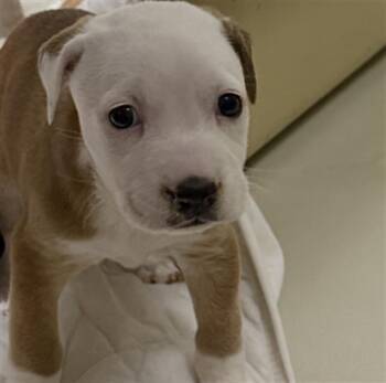 Bayleaf - URGENT -  Pit Bull Terrier Dog for Adoption in Thousand Oaks, California - Bayleaf - URGENT | PetCurious