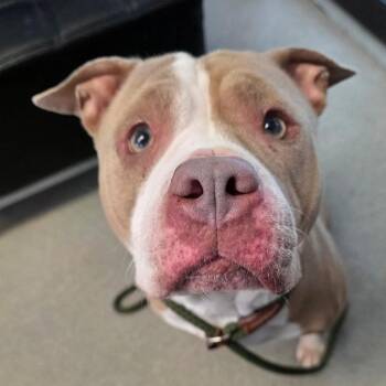 Pit Bull Terrier Dogs Available for Adoption - Eva | PetCurious