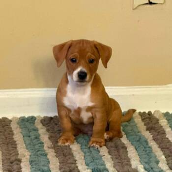Corgi X Pups -  Corgi and Beagle Dog for Adoption in Enterprise, Alabama - Corgi X Pups | PetCurious