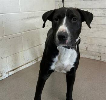 BLAZER -  Pit Bull Terrier and Bull Terrier Dog for Adoption in San Bernardino, California - BLAZER | PetCurious
