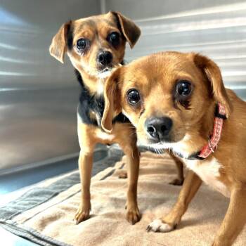 Java -  Chihuahua and Dachshund Dog for Adoption in Las Vegas, Nevada - Java | PetCurious