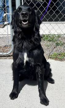 Retriever Dogs Available for Adoption in Elko, Nevada - 60793081 | PetCurious