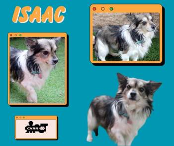 Papillon Dogs Available for Adoption - Isaac | PetCurious
