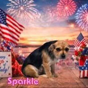 Sparkle -  Mixed Breed Dog for Adoption in Joliet, Illinois - Sparkle | PetCurious