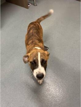 BONNIE -  Labrador Retriever and Pit Bull Terrier Dog for Adoption in Baytown, Texas - BONNIE | PetCurious