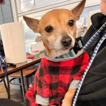 Chihuahua Dogs Available for Adoption - Sophie C | PetCurious