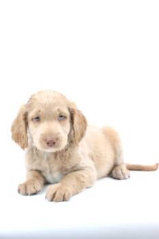 Poodle and Golden Retriever Dogs Available for Adoption in Morton Grove, Illinois - Beer Cheese | PetCurious