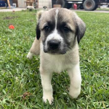 Great Pyrenees and Anatolian Shepherd Dogs Available for Adoption in Montgomery, Texas - Maple | PetCurious
