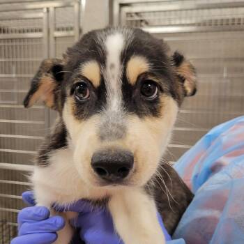 Quill -  Husky and Mixed Breed Dog for Adoption in Nashville, Indiana - Quill | PetCurious
