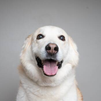 Honey D70062 -  Labrador Retriever and Great Pyrenees Dog for Adoption in Minnetonka, Minnesota - Honey D70062 | PetCurious