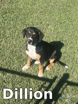 Dillion -  Rottweiler Dog for Adoption in Rocky Mount, North Carolina - Dillion | PetCurious