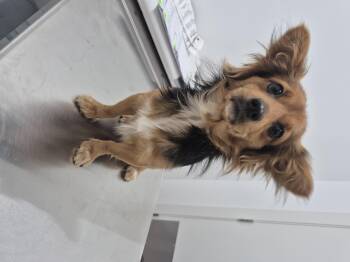 Chihuahua Dogs Available for Adoption - Ewok | PetCurious