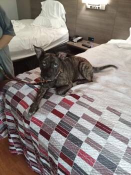 Natalie -  Pit Bull Terrier Dog for Adoption in Mobile, Alabama - Natalie | PetCurious