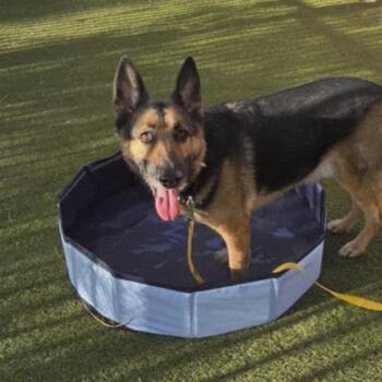 German Shepherd Dog Dogs Available for Adoption - SNOOP | PetCurious
