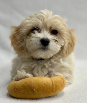 Havanese Dogs Available for Adoption in Palo Alto, California - Popcorn: Caramel | PetCurious