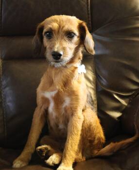 Beagle and Mixed Breed Dogs Available for Adoption in Minneapolis, Minnesota - Hadley | PetCurious