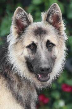 Balto von Boppard -  German Shepherd Dog Dog for Adoption in Los Angeles, California - Balto Von Boppard | PetCurious