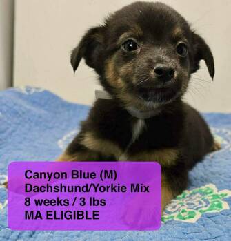 Dachshund and Yorkshire Terrier Dogs Available for Adoption in Pomfret, Connecticut - CANYON BLUES | PetCurious