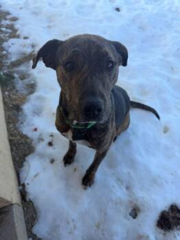Plott Hound Dogs Available for Adoption - Mable | PetCurious