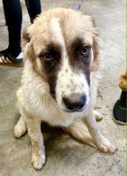 Great Pyrenees and Mixed Breed Dogs Available for Adoption in Bowling Green, Kentucky - Adam | PetCurious