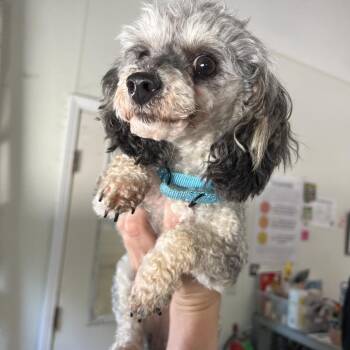 #44 -  Miniature Poodle Dog for Adoption in Pekin, Illinois - #44 | PetCurious