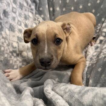 Ariel -  Terrier and Mixed Breed Dog Available for Adoption in Mount Vernon, Indiana - Ariel | PetCurious