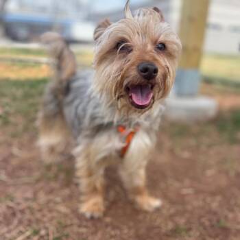 Yorkshire Terrier Dogs Available for Adoption - Sir Nicholas | PetCurious