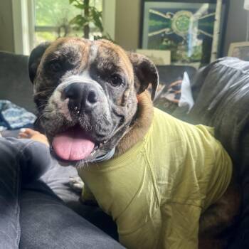 English Bulldog Dogs Available for Adoption in Baytown, Texas - Laney | PetCurious