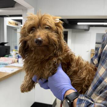 Caramel Toffee -  Wirehaired Dachshund Dog for Adoption in Blue Springs, Missouri - Caramel Toffee | PetCurious