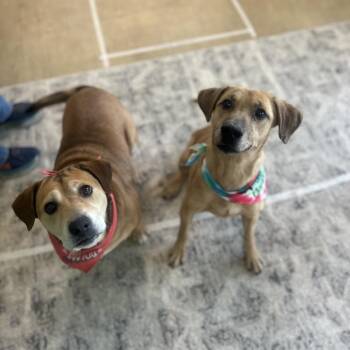 Labrador Retriever and Mixed Breed Dogs Available for Adoption - Simon | PetCurious