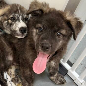 Fortuna -  Shepherd and Mixed Breed Dog for Adoption in Austin, Texas - Fortuna | PetCurious