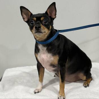 Sophiee -  Chihuahua and Mixed Breed Dog for Adoption in Tampa, Florida - Sophiee | PetCurious