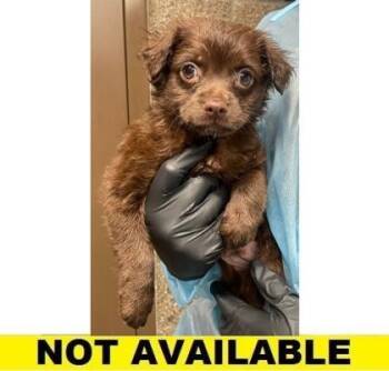 Yabadabadoo -  Mixed Breed Dog for Adoption in Eugene, Oregon - Yabadabadoo | PetCurious