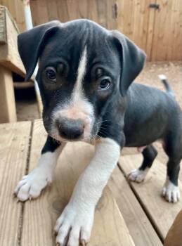 Max -  Pit Bull Terrier Dog for Adoption in Carmel Hamlet, New York - Max | PetCurious