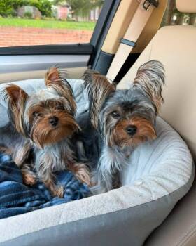 Dallas & Jack -  Yorkshire Terrier Dog for Adoption in Nashville, Tennessee - Dallas & Jack | PetCurious