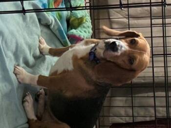 Dixie  *Adopt or Foster* -  Beagle and Basset Hound Dog for Adoption in Fairfax, Virginia - Dixie  *Adopt Or Foster* | PetCurious