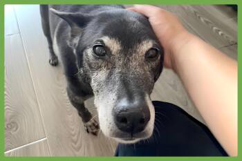 Ellie -  German Shepherd Dog and Labrador Retriever Dog for Adoption in Amherst, Massachusetts - Ellie | PetCurious