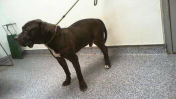 A1269195 -  Pit Bull Terrier Dog for Adoption in Charlotte, North Carolina - A1269195 | PetCurious
