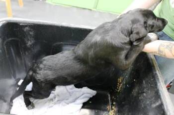 Labrador Retriever and Mixed Breed Dogs Available for Adoption in Picayune, Mississippi - Lip | PetCurious