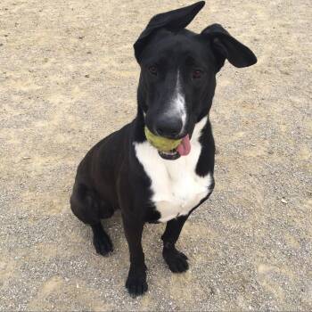 Bull Terrier Dogs Available for Adoption in Evansville, Indiana - Penny | PetCurious