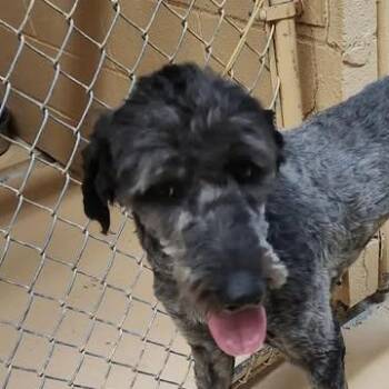 Sheepadoodle Dogs Available for Adoption - Kodak (20260404-01) | PetCurious