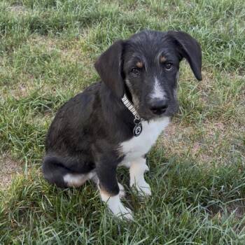Wrigley D12293 -  Australian Cattle Dog Blue Heeler and Shepherd Dog for Adoption - Wrigley D12293 | PetCurious